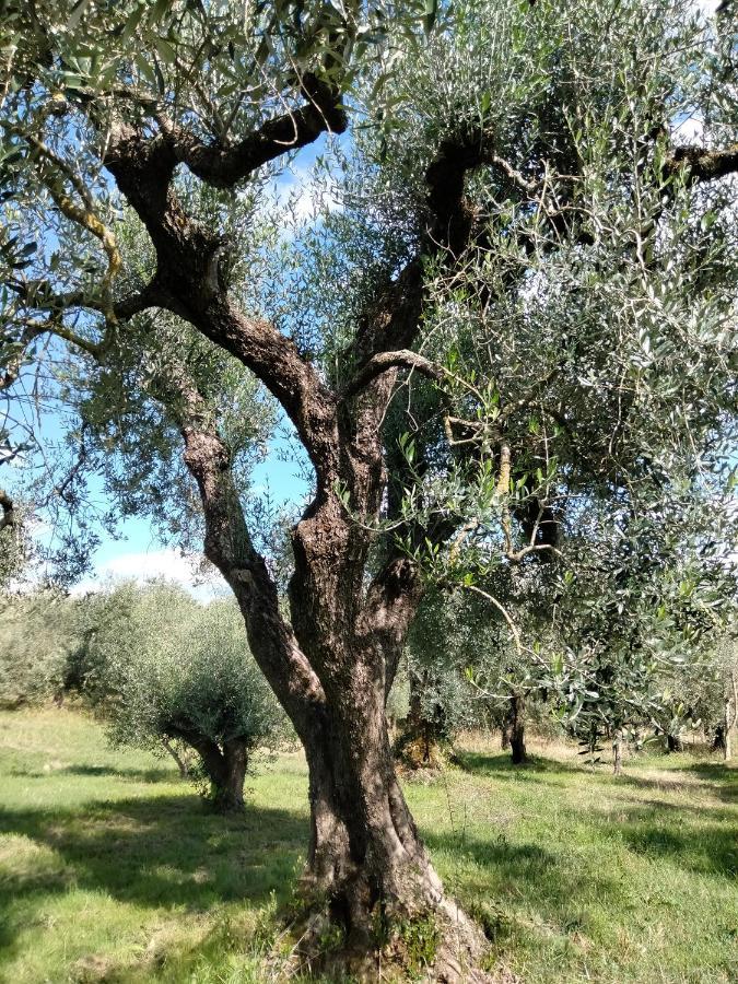 Casale Del Tempo Lento Bed and Breakfast Νάρνη Εξωτερικό φωτογραφία